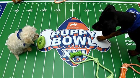 puppy bowl 2020 chanel|puppy bowl 2020 highlights.